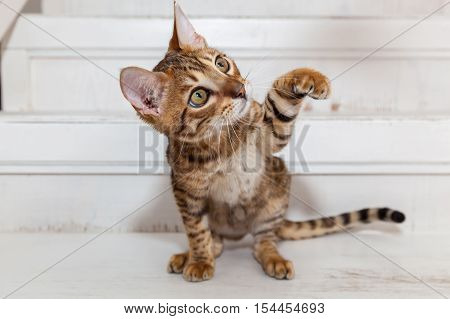Bengal kitten playing.Beautiful little Bengal kitten sits on the white stairs looking at toy and playing.