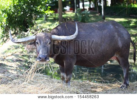 Buffalo with large horns chew hay Thailand Southeast Asia