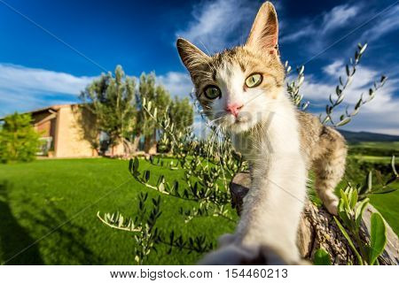 Curious cat in the countryside Tuscany in summer