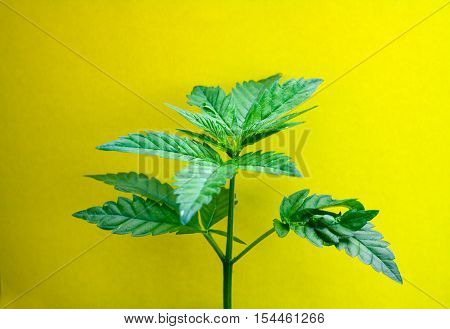 Medical Cannabis Marijuana