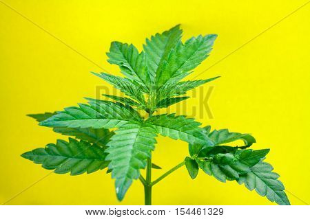 Medical Cannabis Marijuana