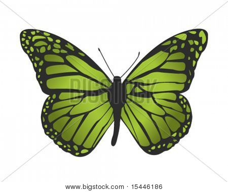 borboleta isolada