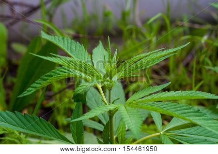 Medical Cannabis Marijuana