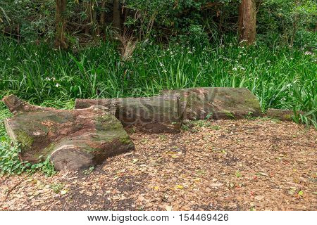 Forest At The Aclimacao Park In Sao Paulo