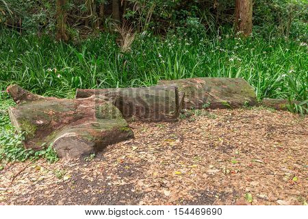 Tree Logs At The Aclimacao Park In Sao Paulo