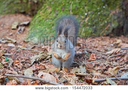 Eastern Gray Squirrel (Sciurus carolinensis) portrait searching for food. Wildlife autumn background