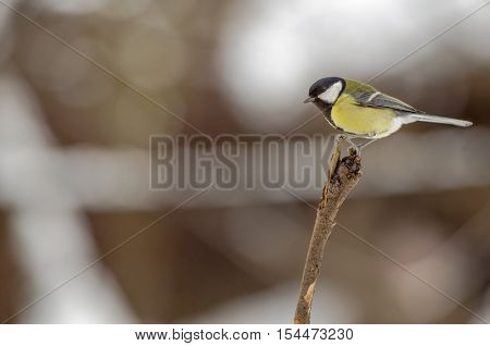 Great titmouse (Parus major) sitting on a branch. A bird perched on a twig in winter forest