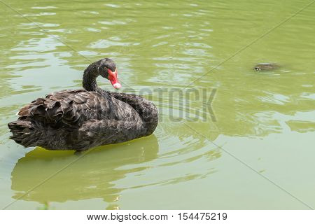 Duck Swimming At The Aclimacao Park In Sao Paulo