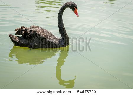 Duck Swimming At The Aclimacao Park In Sao Paulo