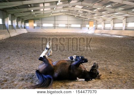 Saddle Horse Having Fun In Riders Hall