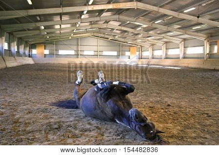 Funny brown horse rolling on the ground in empty riding hall. Note: Visible grain at 100% best at smaller sizes