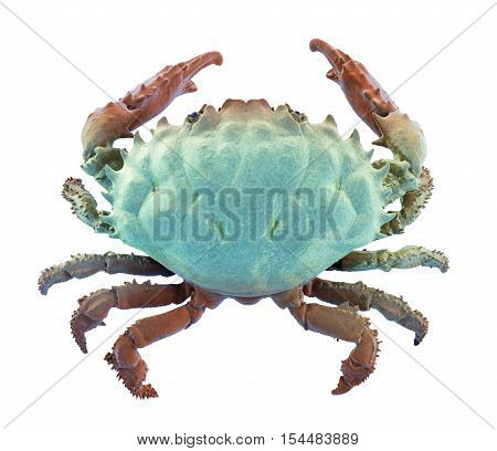Dark-finger Coral Crab Isolated