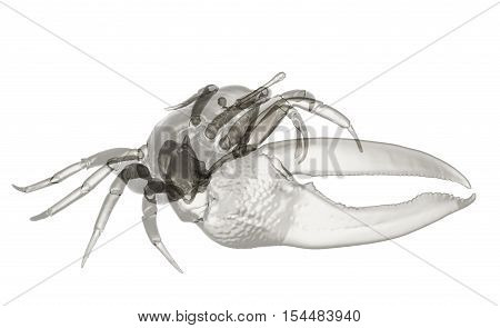 X-ray fiddler crab isolated.  Sea life background 3d render
