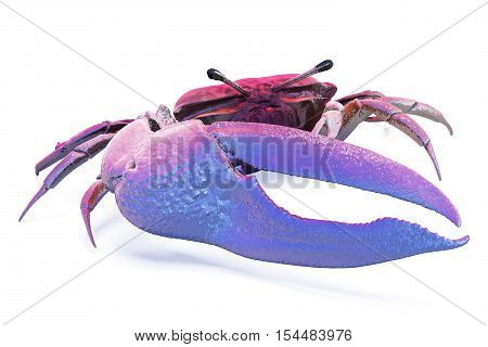 Fiddler Crab Isolated