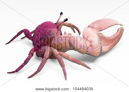 Fiddler Crab Isolated