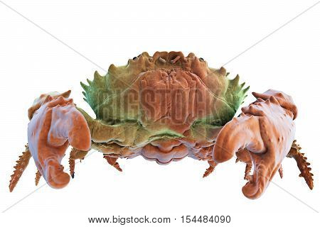 Dark-finger Coral Crab Isolated