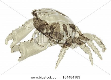 X-ray Dark-finger Coral Crab