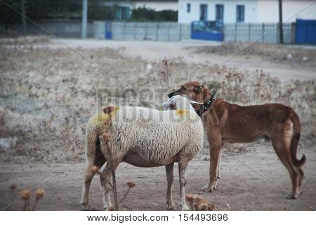 animals in solidarity. Shepherd dogs and sheep. dog face is looking carefully to protect the herd.