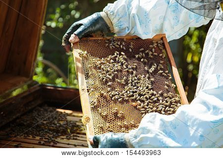 Beekeeper holding honeycomb over the beehive. Open hive