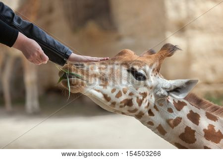 DOUE-LA-FONTAINE, FRANCE - JULY 2, 2016: Visitors feed and touch the Kordofan giraffe (Giraffa camelopardalis antiquorum), also known as the Central African giraffe at Doue-la-Fontaine Zoo, France.