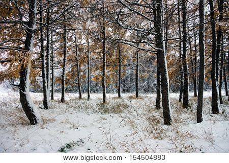 Trunks of trees in a snowy forest. Winter landscape