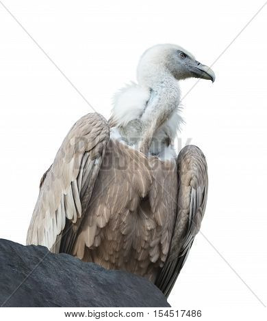 Griffon vulture (gyps fulvus) is sitting on a rock on white background