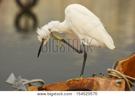 The Great Egret  ( Ardea alba ). White heron standing on a boat in marina.