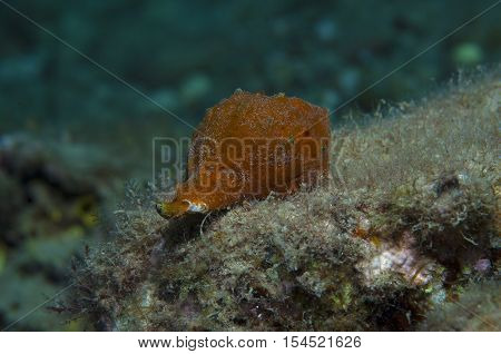 Orange shell in search of food down the sea