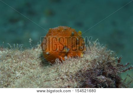 Orange shell in search of food down the sea