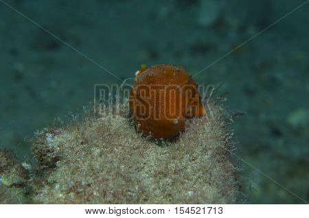 Orange shell in search of food down the sea