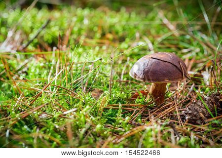 Little boletus on moss in forest at autumn