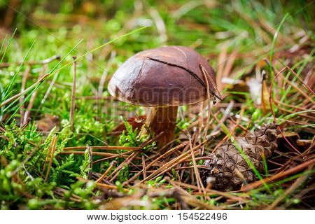 Closeup of little boletus in forest at autumn
