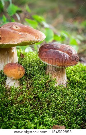 Several boletus mushroom in forest at autumn
