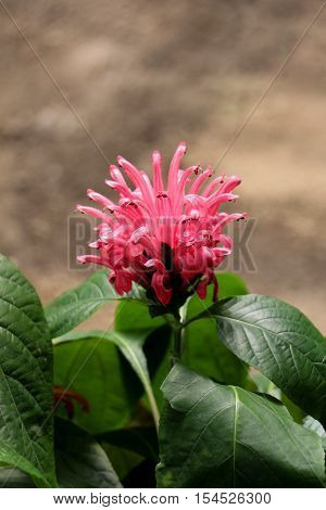 Beautifulbrazilian Blume Flowers In Nature