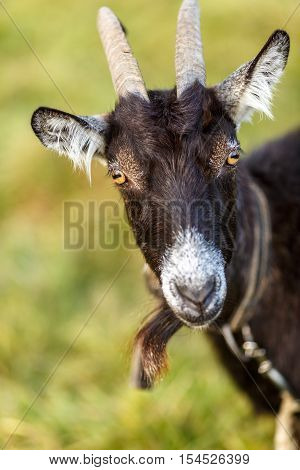 A large black goat grazed on a green meadow