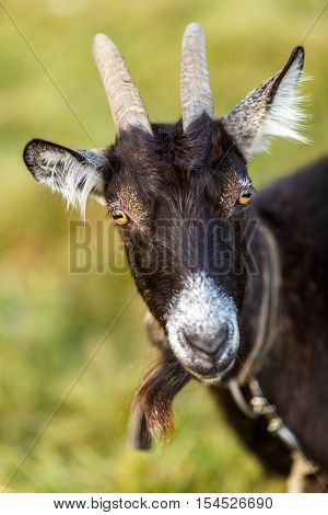 A large black goat grazed on a green meadow