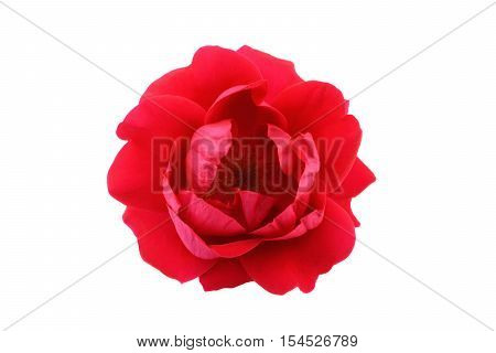 Beautiful red tea rose isolated on white background