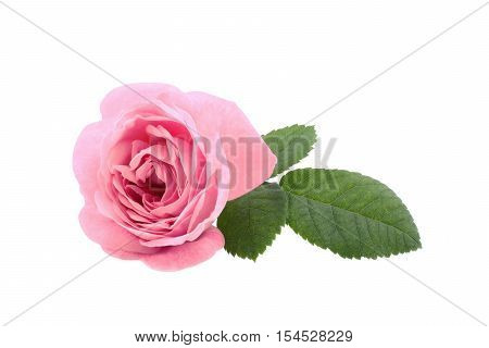 Beautiful pink tea rose isolated on white background