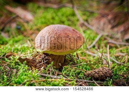 Closeup of boletus with cone at sunset