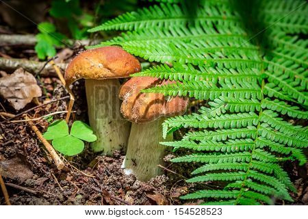 Two small boletus mushrooms in forest at autumn