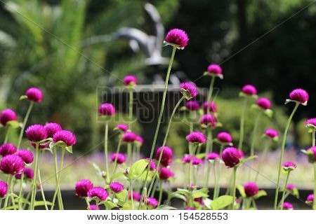 Beautifu lGlobe amaranths Amaranthaceae flowers in nature background