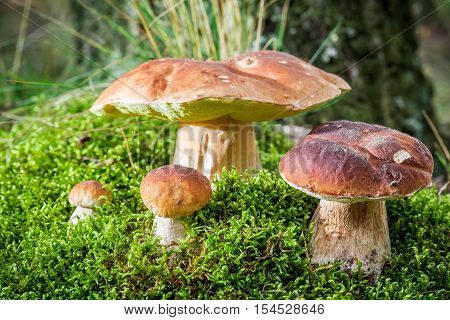 Several Boletus Mushroom On Moss In Forest