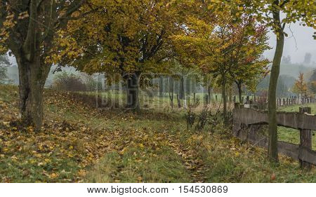 Path in autumn color alley with leaf trees