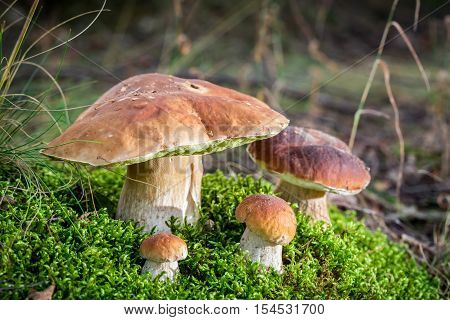 Big Boletus Mushrooms On Moss In Forest
