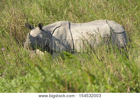 Indian Rhino in the Grasslands of Kaziranga National Park in India