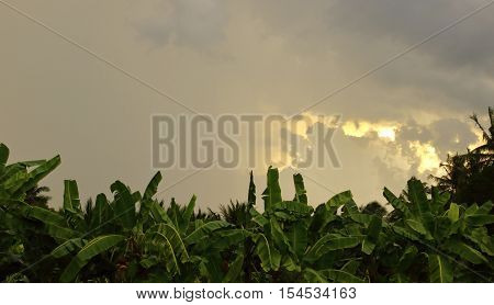 Banana leaf and evening sky background .