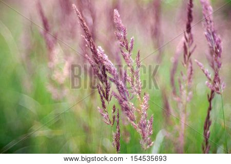 Close up of countryside grass with bokeh effect