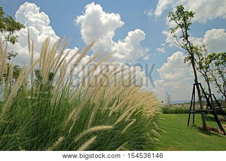 setaceum pennisetum or gramineae grass as nature background