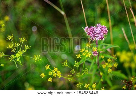 Close up of pink and yellow countryside flowers