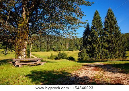 Grass and trees in the Kočevski Rog or Kočevje Rog Slovenia